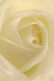 This evocative close-up draws you into the gentle heart of a cream-white rose, as if wrapped in a cocoon of softness found in Elephant and Castle's peaceful corners. Each petal unfurls in a delicate spiral, their texture recalling the subtle warmth of early light over London Road. Faint shadows nestle between the ivory folds, creating an undercurrent of quiet drama and emotional richness. The scene radiates a sense of peace, reminiscent of a reflective moment in the community or the comfort of a heartfelt gesture. As a florist here, I see this bloom as the purest symbol of reverence and care, ideal for conveying admiration, sympathy, or marking new beginnings. The suggestion of its understated, sweet fragrance hints at the careful artistry and personal touch that distinguish Elephant and Castle Flowers. The close angle not only showcases the rose's beauty but also the devotion and expertise infused into every arrangement prepared for life's cherished occasions in SE1.